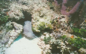 Splendid Cozumel Toadfish by Shelly B