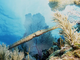 Trumpetfish by Adam D