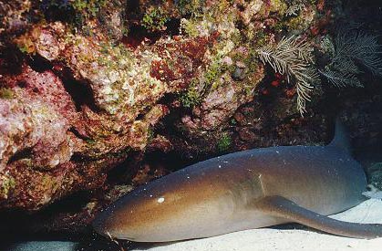 Nurse Shark - underwater Photography in Key Largo