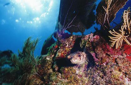 Puffer Fish - Underwater Photography in Key Largo