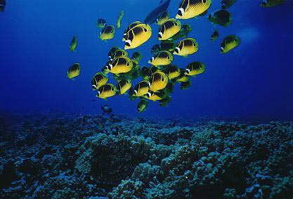 Raccoon Butterfly Fish - Key Largo, Florida