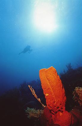 Underwater Photography by Larry Gates - Sponge