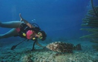 Petting a Grouper