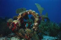 Underwater Photograph