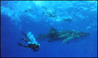 whale shark in Hawaii