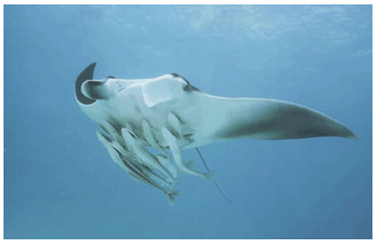 Manta Ray with Ramora.  Underwater photography course  Key Largo, Florida.